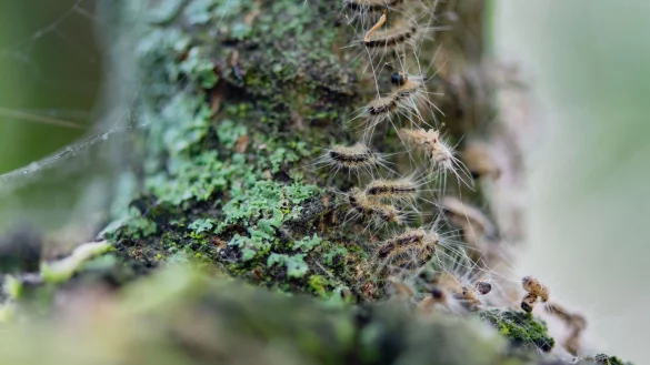 Raupen des Eichenprozessionsspinners in ihrem Nest auf einem Baum. - &copy; Lisa Ducret/dpa/Archivbild