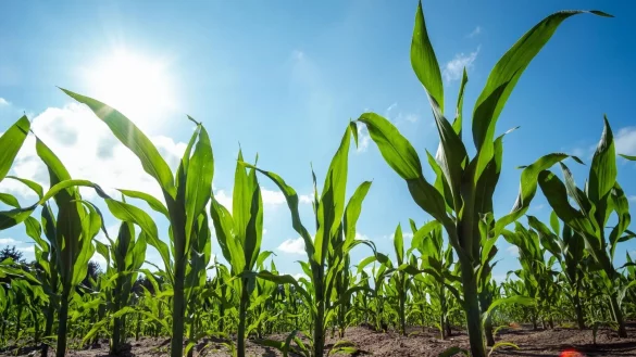 Unter das EU-Gentechnikrecht fallen unter anderem Methoden, bei denen artfremde Gene in eine Pflanze eingebracht werden - etwa Gene aus einem Bakterium in Mais. - &copy; Mohssen Assanimoghaddam/dpa