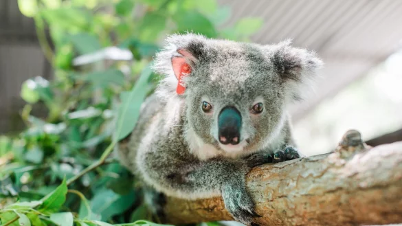 Koala Ember wird bereits zum zweiten Mal Mutter. In Ihrem Beutel sei ein winziges Junges entdeckt worden, teilte der Internationale Tierschutz-Fonds (IFAW) mit. - &copy; Stacey Hedman/IFAW/dpa