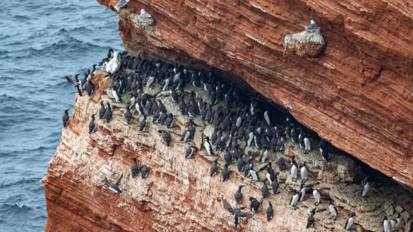 Trottellummen auf der Hochseeinsel Helgoland. - &copy; Sina Schuldt/dpa