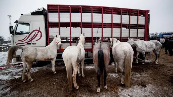 Eine B&uuml;rgerinitiative fordert, das Schlachten von Pferden EU-weit zu verbieten. - &copy; Michal Walczak/PAP/dpa-tmn