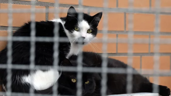 Katzen sitzen im Tierheim Leverkusen. - &copy; Federico Gambarini/dpa