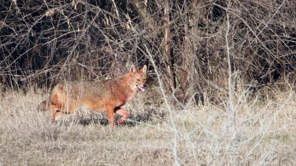 Ein Goldschakal streift durch das Donaudelta. Ihre Ausbreitung wird in Rum&auml;nien kontrovers diskutiert. - &copy; Mihai Marinov/DDNI/dpa