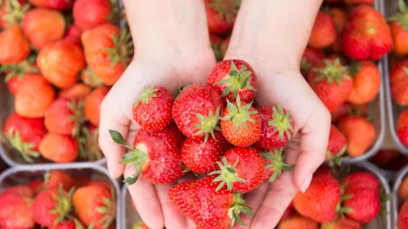 &laquo;&Ouml;ko-Test&raquo; r&auml;t, auf heimische Erdbeeren zu warten. Ein Test zeigt: Weitgereiste Fr&uuml;herdbeeren sind problematisch, was die &Ouml;kobilanz und auch die Belastung mit Pestiziden betrifft. - &copy; Sebastian Kahnert/dpa/dpa-tmn