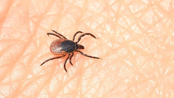 Ein Spaziergang im Freien kann reichen - schon hat man sich eine Zecke gefangen. - &copy; Bernd Wei&szlig;brod/dpa