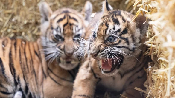Die kleinen Sumatra-Tiger erkunden ihre Umgebung. - &copy; Boris Roessler/dpa