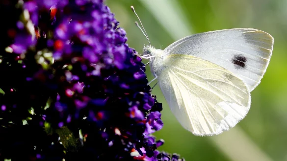 Der Karstwei&szlig;ling saugt an einem Schmetterlingsstrauch Bl&uuml;tennektar. - &copy; Roland Weihrauch/dpa