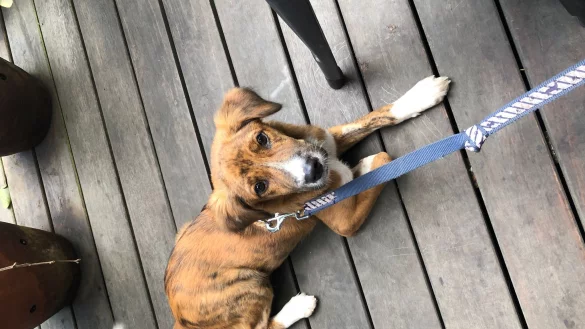 Der Hund &laquo;Sammy&raquo; (undatierte Aufnahme). Der sechs Monate alte, ausl&auml;ndische Stra&szlig;enhund h&auml;lt die Polizei am Flughafen M&uuml;nchen auf Trab. - &copy; -/Polizeiinspektion Flughafen M&uuml;nchen /dpa