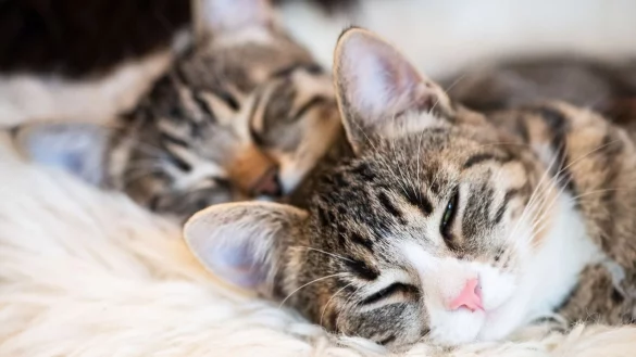 Bei den beliebtesten Namen f&uuml;r Katzen hat sich 2022 Mogli in die Top Ten eingereiht. - &copy; Franziska Gabbert/dpa-tmn