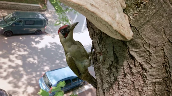 &laquo;Zimmer frei? Die Baukunst der Spechte&raquo; - ein Gr&uuml;nspecht vor der Bruth&ouml;hle. - &copy; Uwe M&uuml;ller/Capricornum Film/MDR/dpa