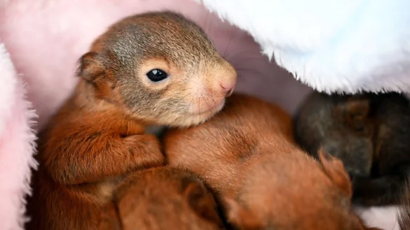 Wenige Tage alte Eichh&ouml;rnchen-Babys in einer Eichh&ouml;rnchen-Auffangstation bei Bamberg. Ihre Mutter ist &uuml;berfahren worden. - &copy; Pia Bayer/dpa