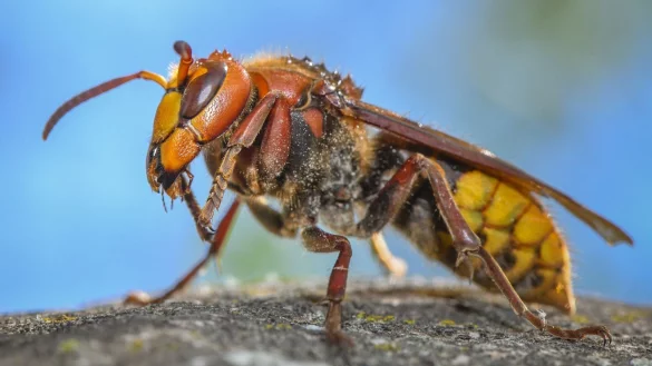 &laquo;Die ausgewachsenen Hornissen sind Vegetarier. Sie ern&auml;hren sich von Nektar und Pflanzens&auml;ften&raquo;: Eine Hornisse (Vespa crabro). - &copy; Patrick Pleul/dpa
