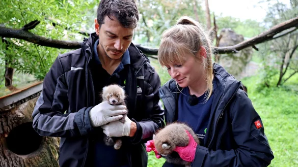 Der Karlsruher Zootierarzt Dr. Lukas Reese und die Biologin Sandra Dollh&auml;upl begutachten die jungen Pandas. - &copy; Timo Deible/Zoo Karlsruhe/dpa