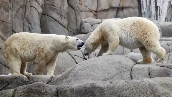 Die Eltern Victoria (r) und Kap im Gehege des Hamburger Tierparks Hagenbeck. (Archiv) - &copy; Georg Wendt/dpa