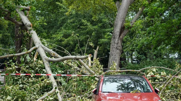 Herabfallende &Auml;ste k&ouml;nnen Autos besch&auml;digen. Nicht immer muss dann der Baumbesitzer zahlen. - &copy; Soeren Stache/dpa/dpa-tmn