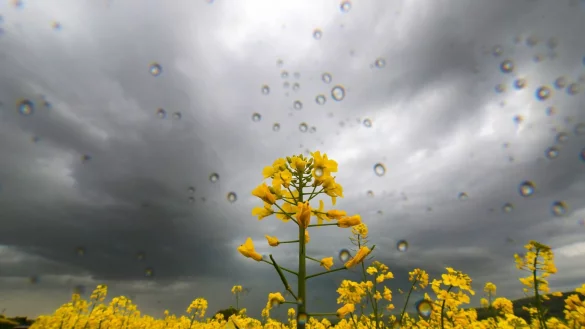 Blick auf ein Rapsfeld während es regnet. - © Thomas Warnack/dpa/Symbolbild