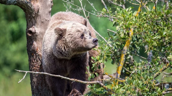Ein Braunb&auml;r in einem Wildpark (Symbolbild). Nach Angaben des Bayerischen Landesamtes f&uuml;r Umwelt befindet sich die n&auml;chste B&auml;ren-Population im von Bayern etwa 120 Kilometer entfernten italienischen Trentino. - &copy; Lino Mirgeler/dpa