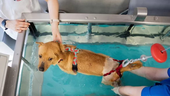 Es geht den Hunden wie den Menschen: Physiotherapie, hier im Wasser, hilft verletzten Tieren wieder auf die Beine. - &copy; Christoph Soeder/dpa/dpa-tmn