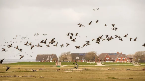 Ringelg&auml;nse fliegen &uuml;ber die Hallig Hooge. Die diesj&auml;hrigen Ringelganstage gehen bis Mitte Mai. - &copy; Daniel Bockwoldt/dpa