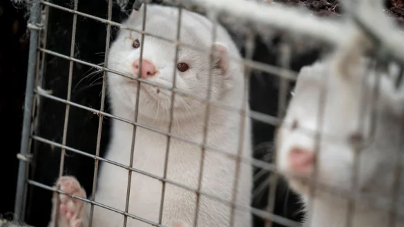 Durch die gr&ouml;&szlig;te jemals dokumentierte Vogelgrippewelle bekommt der Erreger mehr Gelegenheiten, auf S&auml;ugetiere &uuml;berzugehen - zum Beispiel auf Nerze. - &copy; Mads Claus Rasmussen/Ritzau Scanpix/AP/dpa