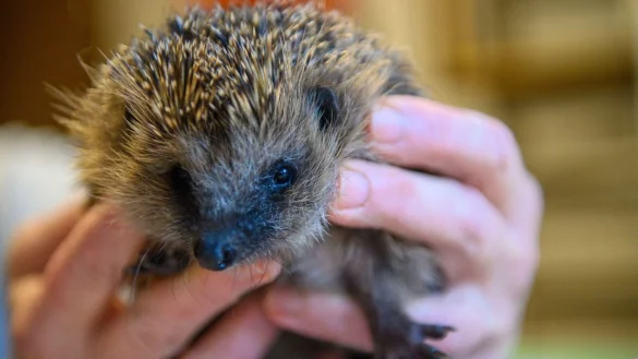 Wegen der milden Temperaturen erwachen viele Igel in diesem Jahr vorzeitig. - &copy; Klaus-Dietmar Gabbert/dpa