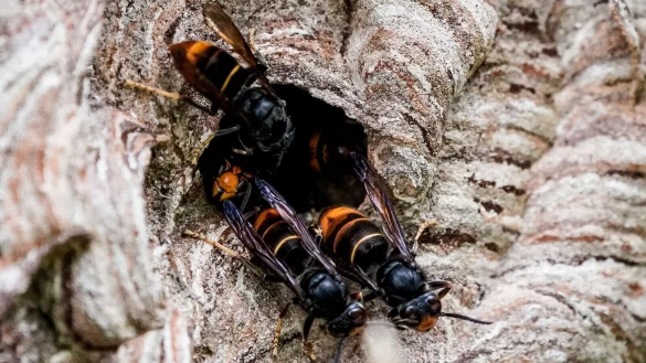 Asiatische Hornissen (Vespa velutina nigrithorax) sammeln sich an einem Ausgang ihres Nestes. - &copy; Axel Heimken/dpa