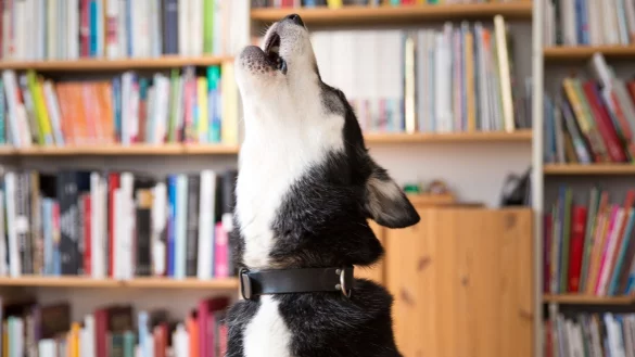 Viele Hunde machen bei Trennungsschmerz laut auf ihre missliche Lage aufmerksam. - &copy; Florian Schuh/dpa-tmn