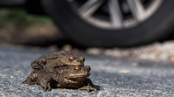 Kr&ouml;ten bleiben meist sitzen, wenn ein Auto kommt. - &copy; Daniel Bockwoldt/dpa/Archivbild