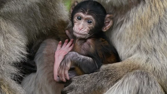 Makaken-Nachwuchs in einem britischen Zoo. Videos von Makaken, die wie Menschenkinder dargestellt werden, sorgen bei Facebook, Instagram, TikTok und YouTube für viele Likes - doch für die Tiere ist das oft eine Tortur. - © Andrew Milligan/PA Wire/dpa