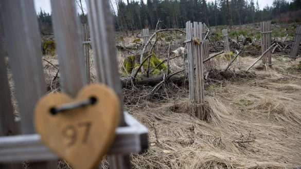 B&auml;ume, die von der Initiative &laquo;Herzenswald Schmitten&raquo; gepflanzt wurden, stehen mit Herzen markiert auf einer kahlen Fl&auml;che im Taunus im Wald. - &copy; Sebastian Gollnow/dpa
