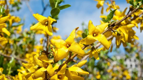Alle Zweige des Forsythienstrauchs, die gebl&uuml;ht haben, sollten anschlie&szlig;end entfernt werden. - &copy; Andrea Warnecke/dpa-tmn