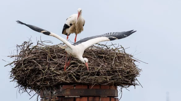 Ein Storch startet aus seinem Horst: &laquo;Wenn ein gro&szlig;er Populationsdruck da ist, k&ouml;nnen an g&uuml;nstigen Standorten Kolonien entstehen.&raquo; - &copy; Daniel Karmann/dpa