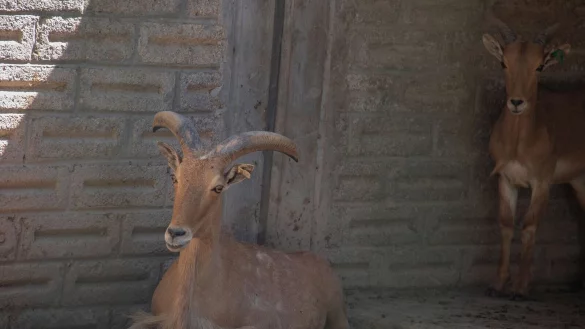 Im Taco gelandet? Auf Anweisung des Direktors eines s&uuml;dmexikanischen Zoos sollen vier Zwergziegen geschlachtet worden sein - und es sind nicht die einzigen Tiere, die unter mysteri&ouml;sen Umst&auml;nden verschwunden sind. - &copy; Franyeli Garcia/dpa