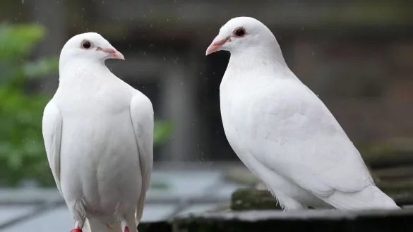 Den Brauch, Tauben bei Hochzeiten aufsteigen zu lassen, gibt es schon seit vielen Jahren. Wegen ihrer auff&auml;lligen wei&szlig;en Farbe werden wei&szlig;e Tauben leichter von Greifv&ouml;geln erbeutet. - &copy; Soeren Stache/dpa/Produktion