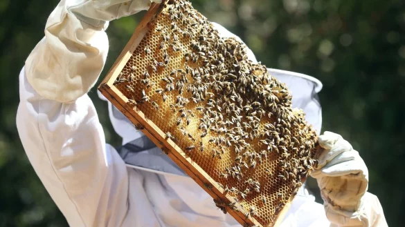 Sobald die Bienen im Fr&uuml;hjahr ausschw&auml;rmen, m&uuml;ssen die Imker ihre V&ouml;lker durchsehen, ob sie den Winter &uuml;berstanden haben und Brut in den Waben vorhanden ist. - &copy; Wolfgang Kumm/dpa/dpa-tmn