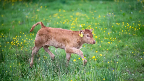 Ein Kalb l&auml;uft durch eine Weide. - &copy; Lino Mirgeler/dpa/Symbolbild