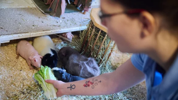 Melanie Dufosse f&uuml;ttert Meerschweinchen, die teils ihre eigenen sind und teilweise vermittelt werden. - &copy; Annette Riedl/dpa