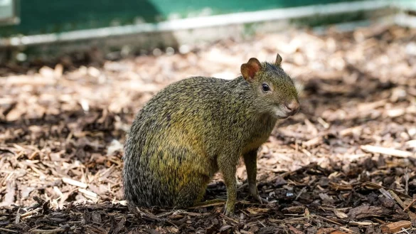 Ein Azara-Aguti erkundet seine Umgebung. - &copy; Werner Scheurer/Zoo K&ouml;ln/dpa