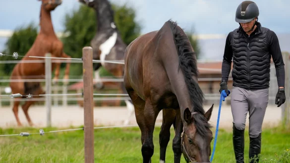 Tierischer Job: Die Arbeit mit Pferden geh&ouml;rt zum Alltag von Pferdewirtschaftsmeistern wie Jan Schulze Niehues. - &copy; Kirsten Neumann/dpa-tmn