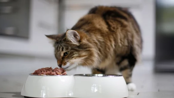 Katzenfutter sollte nicht zu phosphorhaltig sein. Das ist schlecht f&uuml;r die Niere. - &copy; Ina Fassbender/dpa-tmn