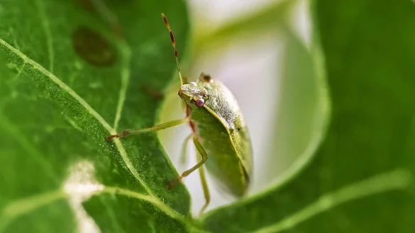 Eine Gr&uuml;ne Reiswanze (Nezara viridula), aufgenommen beim Landwirtschaftlichen Technologiezentrum Augustenberg (LTZ). Die eingeschleppten Krabbeltiere sind nur ein Vorbote f&uuml;r das, was infolge des Klimawandels noch bl&uuml;hen k&ouml;nnte. - &copy; Uli Deck/dpa