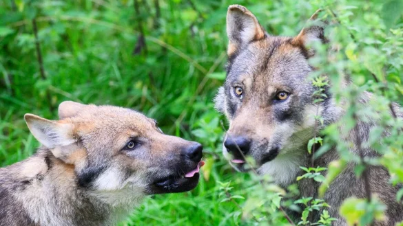 Der Wolf ist naturschutzrechtlich streng gesch&uuml;tzt. - &copy; Julian Stratenschulte/dpa