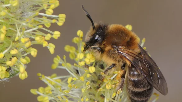 Ein Weibchen der Fr&uuml;hlings-Seidenbiene (Colletes cunicularius) im Bl&uuml;tenstand einer Weide. - &copy; Ulrich Maier/dpa