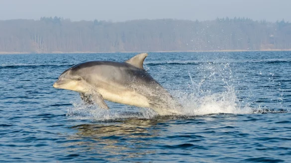 Der milit&auml;rische Einsatz von Delfinen ist mit hohem Aufwand verbunden. - &copy; Benjamin Nolte/dpa