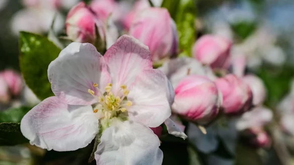 Auf der Wiese eines Obstbauern stehen die Apfelb&auml;ume in der Bl&uuml;te. - &copy; Oliver Berg/dpa