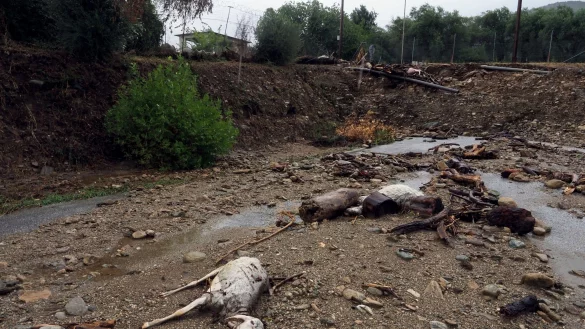 Tote Tiere liegen in Volos in Mittelgriechenland nach schweren Regenf&auml;llen im Schlamm. - &copy; Thodoris Nikolaou/AP/dpa