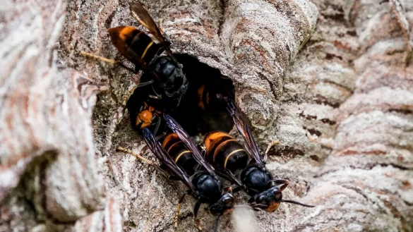 Asiatische Hornissen (Vespa velutina nigrithorax) sammeln sich an einem Ausgang ihres Nestes. - &copy; Axel Heimken/dpa