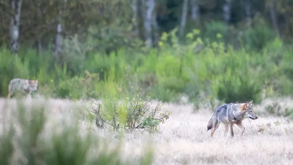 In Schweden hat die gr&ouml;&szlig;te Wolfsjagd seit Wiedereinf&uuml;hrung der Lizenzjagd 2010 begonnen. - &copy; Ingolf K&ouml;nig-Jablonski/dpa