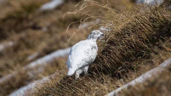 Besonders Alpenschneeh&uuml;hner sind von milden Wintern bedroht. - &copy; Florian Bossert/dpa