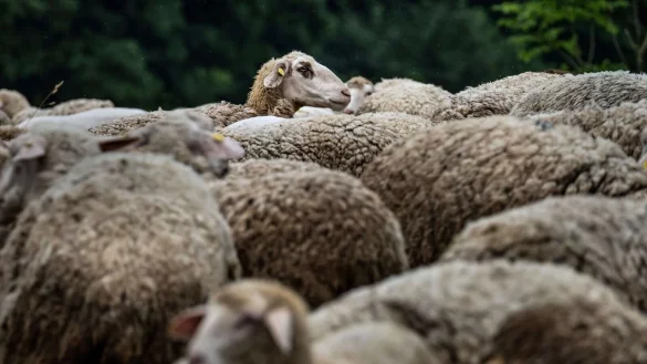 Ein Schaf schaut aus einer Herde hervor. - © Frank Rumpenhorst/dpa/Symbolbild